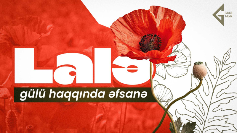 Lalə gülü haqqında əfsanə