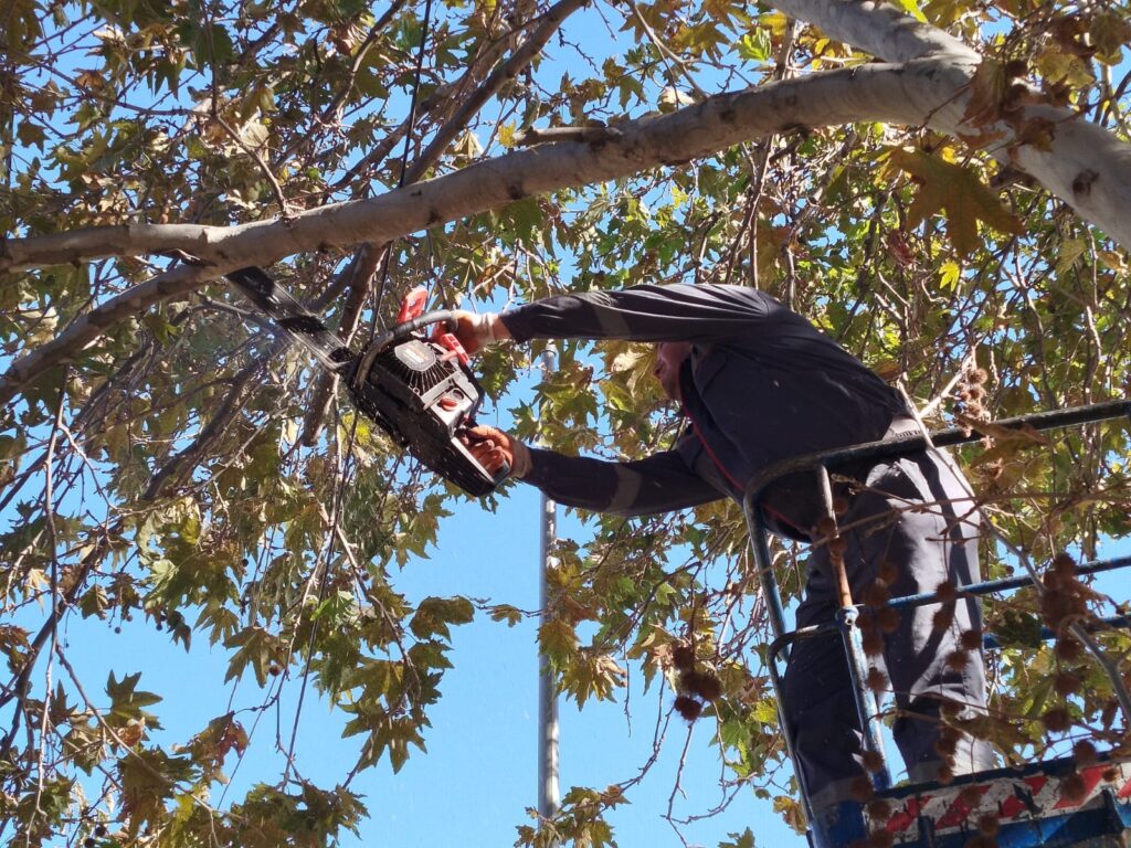 Gəncədə mövsümü budanma işləri həyata keçirilir
