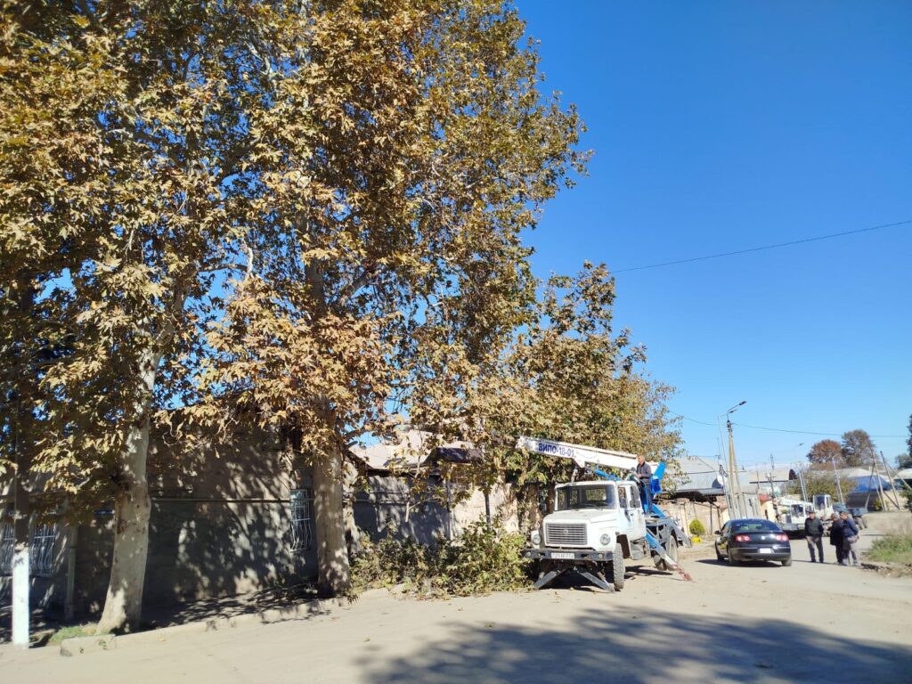 Gəncədə mövsümü budanma işləri həyata keçirilir