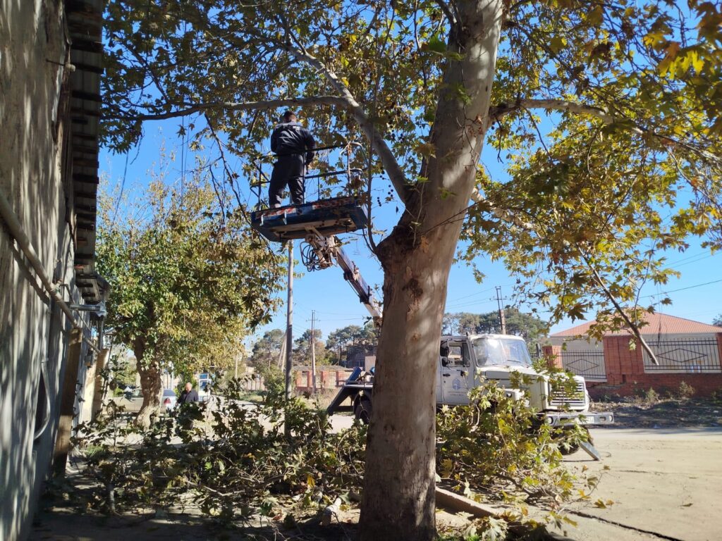 Gəncədə mövsümü budanma işləri həyata keçirilir