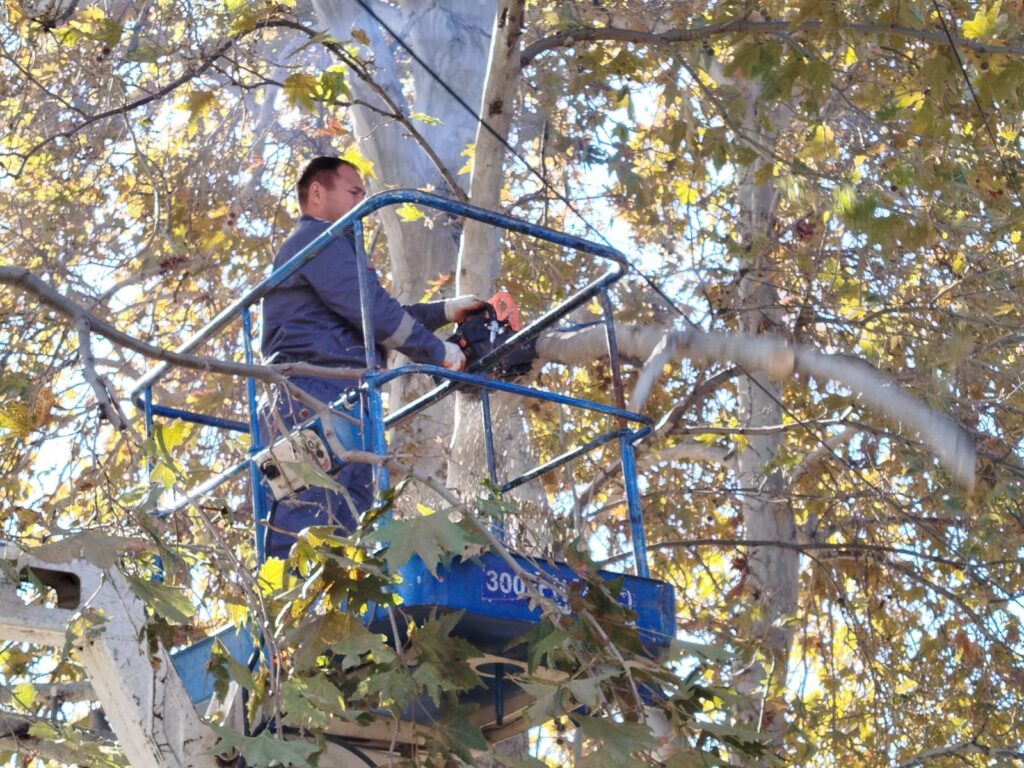 Gəncədə mövsümü budanma işləri həyata keçirilir