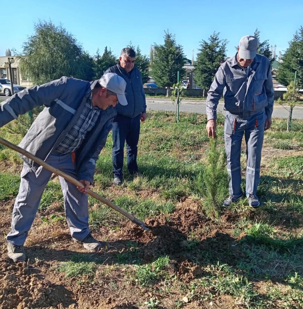 Goranboyda ağacəkmə aksiyası davam edir