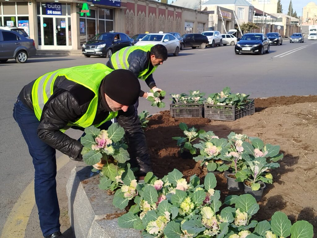 Gəncədə iqlim şəraitinə uyğun güllər əkilir