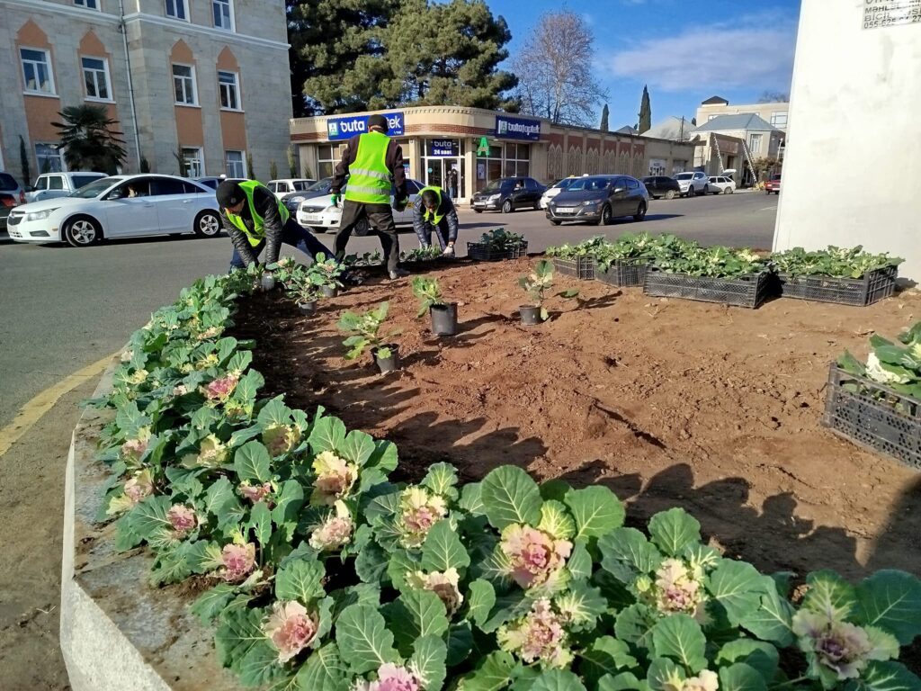 Gəncədə iqlim şəraitinə uyğun güllər əkilir