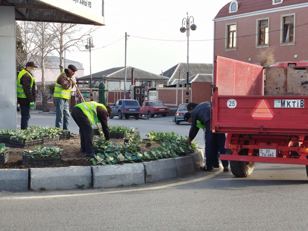 Gəncədə iqlim şəraitinə uyğun güllər əkilir