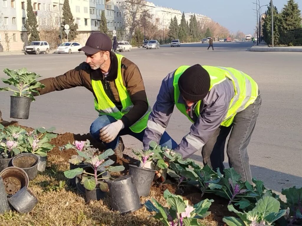Gəncədə yerli iqlim şəraitinə uyğun güllər əkilib