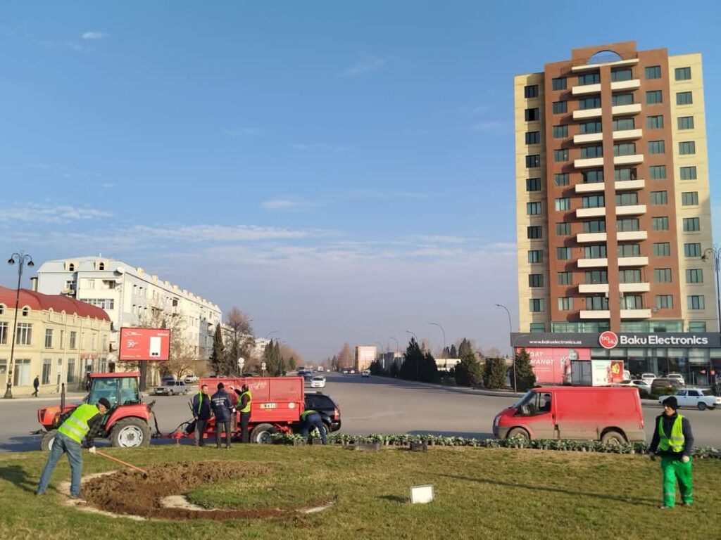 Gəncədə yerli iqlim şəraitinə uyğun güllər əkilib