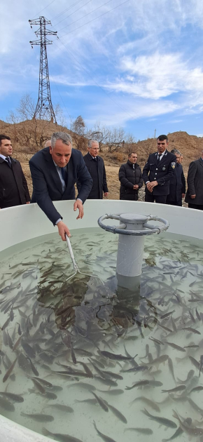 Kür çayına balıq körpələri buraxılıb