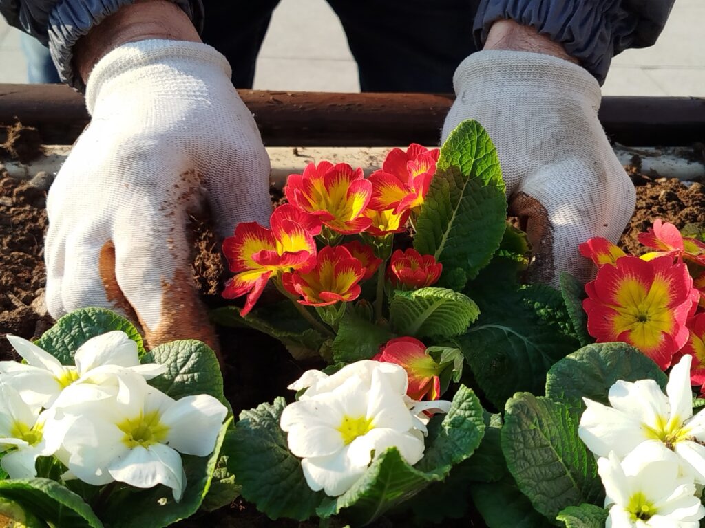 Gəncədə iqlim şəraitinə uyğun mövsümü güllər əkilib