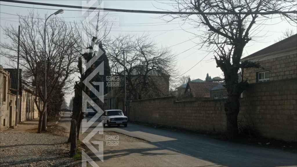 Gəncənin bu küçəsində ağaclar məhv olur