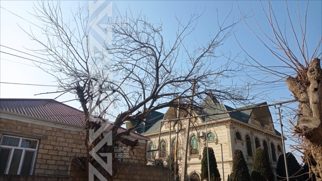 Gəncənin bu küçəsində ağaclar məhv olur