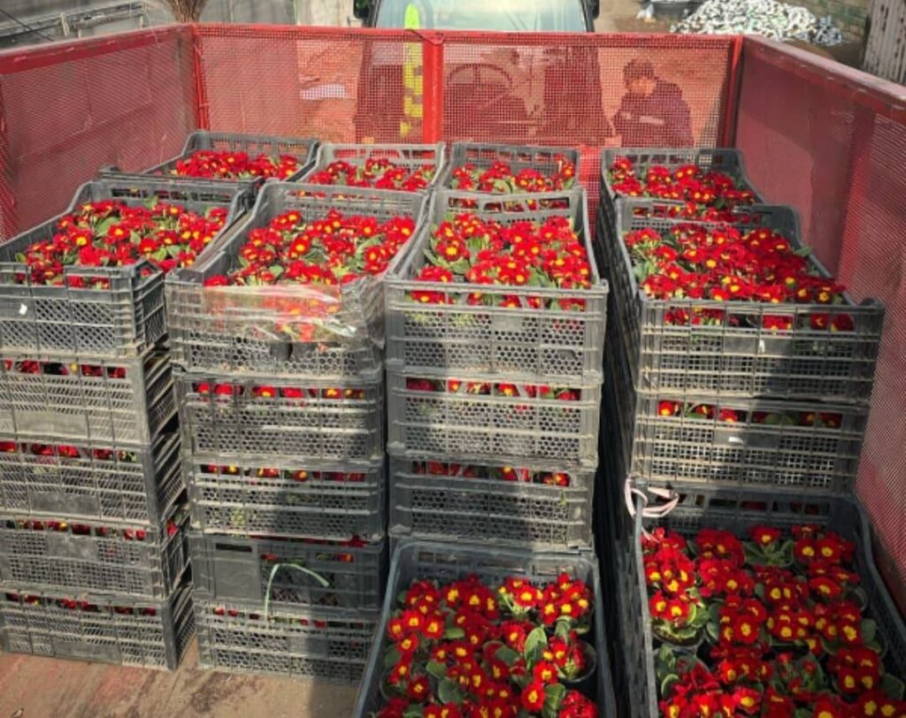 "Avropa Gənclər paytaxtı 2016" parkında mövsümü güllər əkilib - FOTO