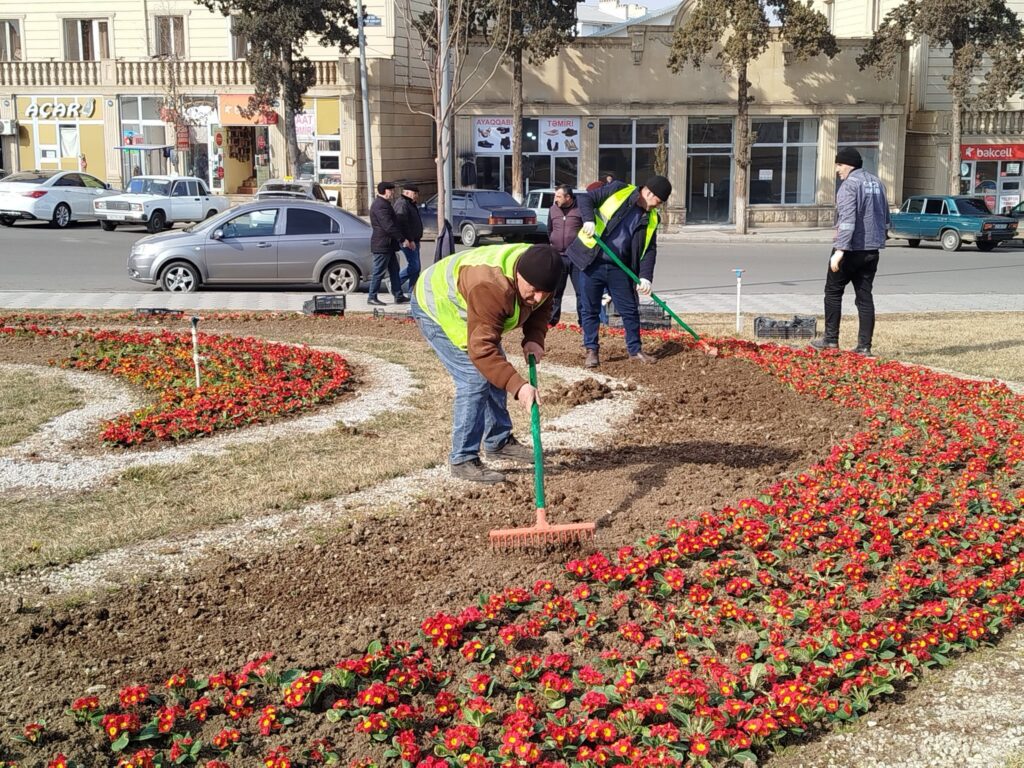 "Avropa Gənclər paytaxtı 2016" parkında mövsümü güllər əkilib - FOTO