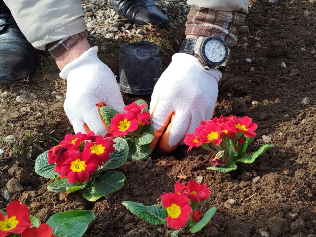 "Avropa Gənclər paytaxtı 2016" parkında mövsümü güllər əkilib - FOTO