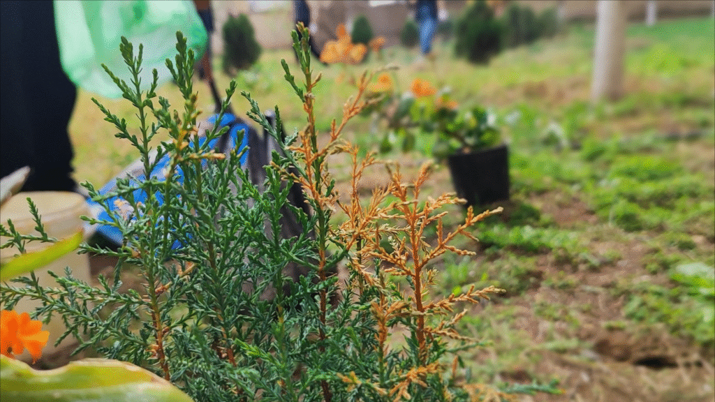 Məktəblərimizdən birində Yer günü münasibəti ilə ağaclara qulluq olunub