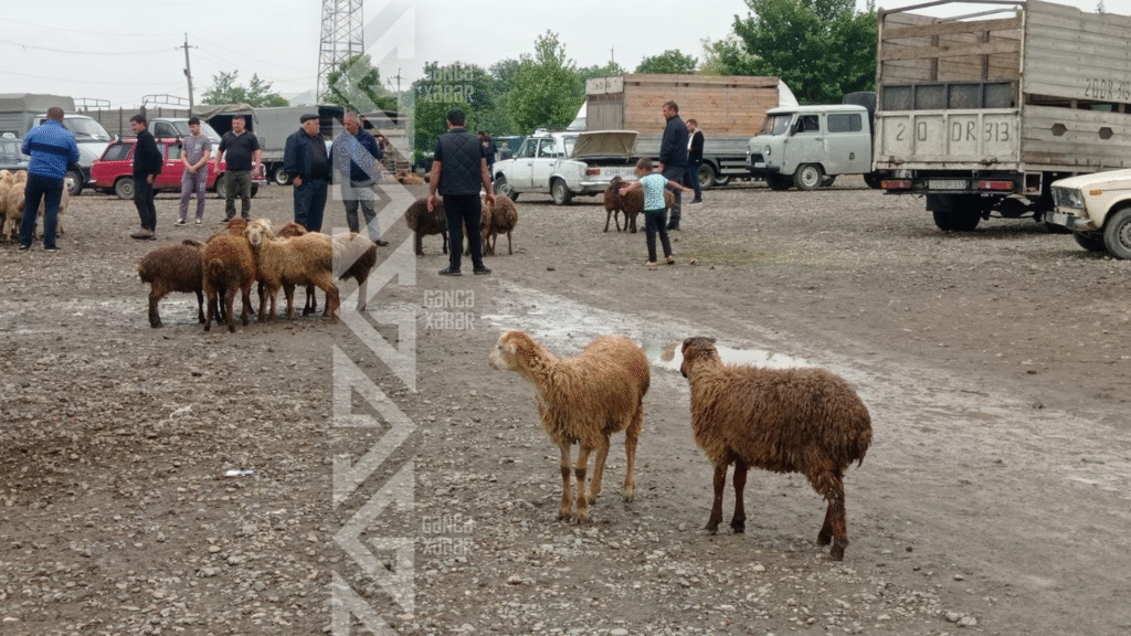 Qurbanlıq heyvanların qiymətləri alıcıları məyus edir