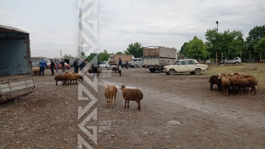 Qurbanlıq heyvanların qiymətləri alıcıları məyus edir