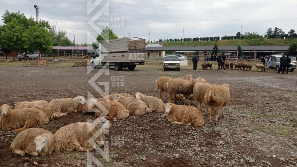 Qurbanlıq heyvanların qiymətləri alıcıları məyus edir