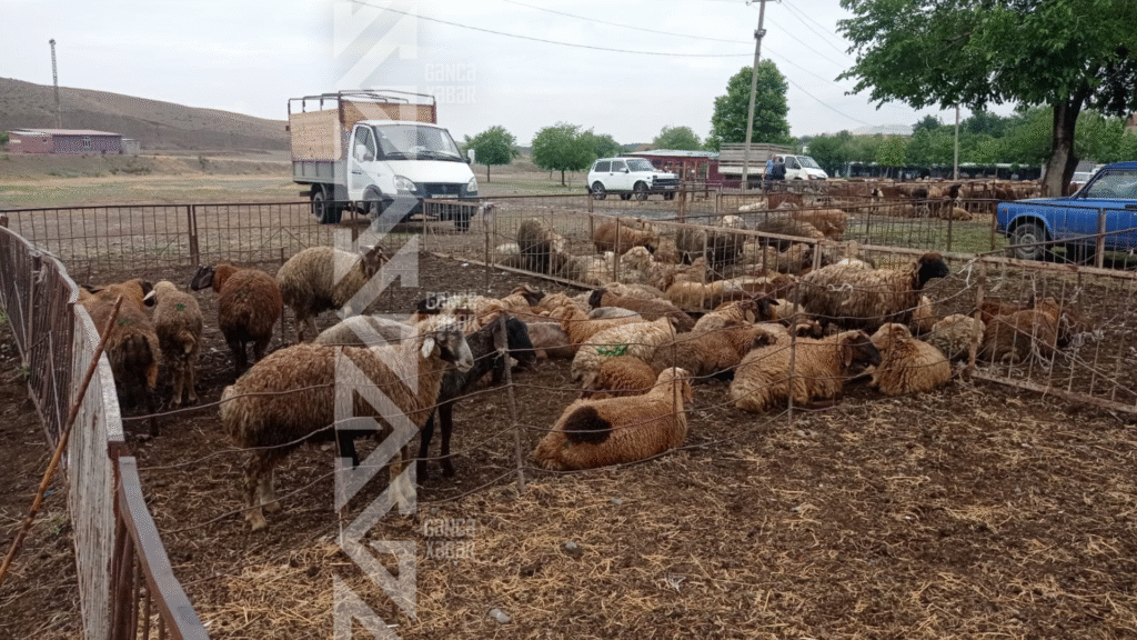 Qurbanlıq heyvanların qiymətləri alıcıları məyus edir
