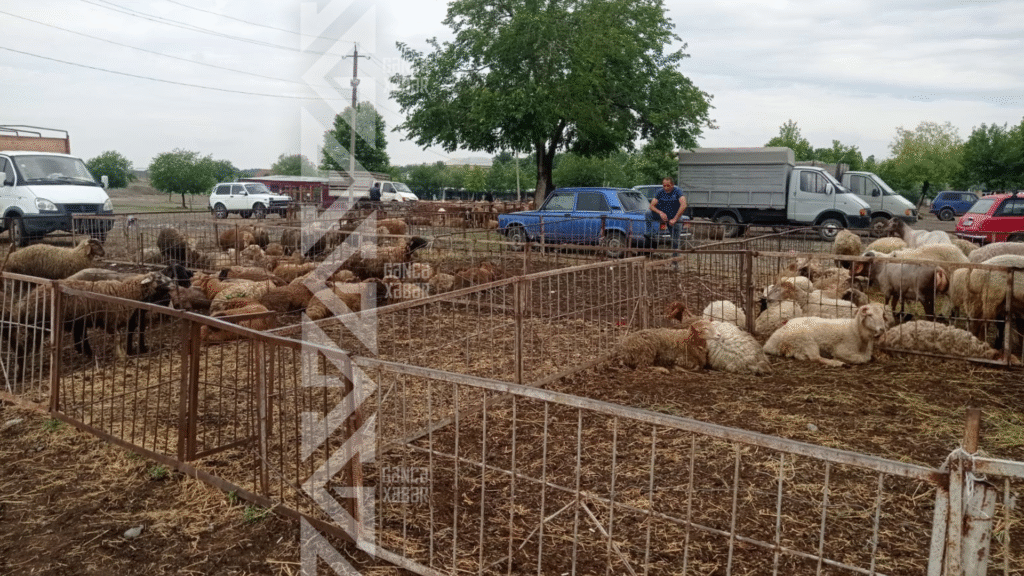 Qurbanlıq heyvanların qiymətləri alıcıları məyus edir