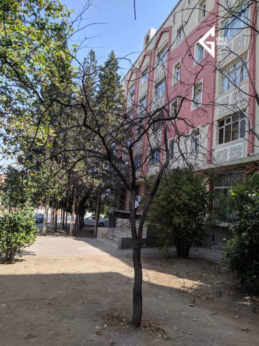 Gəncədə ağaclar susuzluqdan quruyur