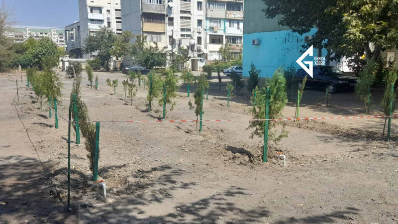 Gəncə sakinləri şəhidin xatirəsinə zibilliyi təmizləyib yerinə ağac əkiblər