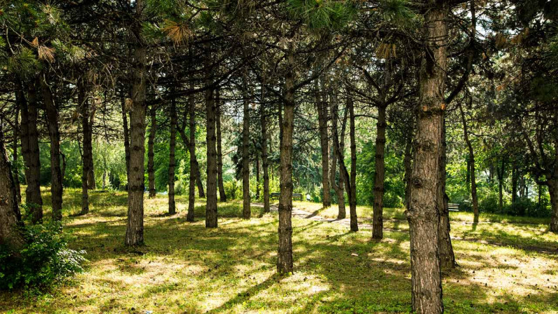 Gəncədə Ekoloji Park Kompleksin yaradılması üçün təkliflər sorğusu elan olunub
