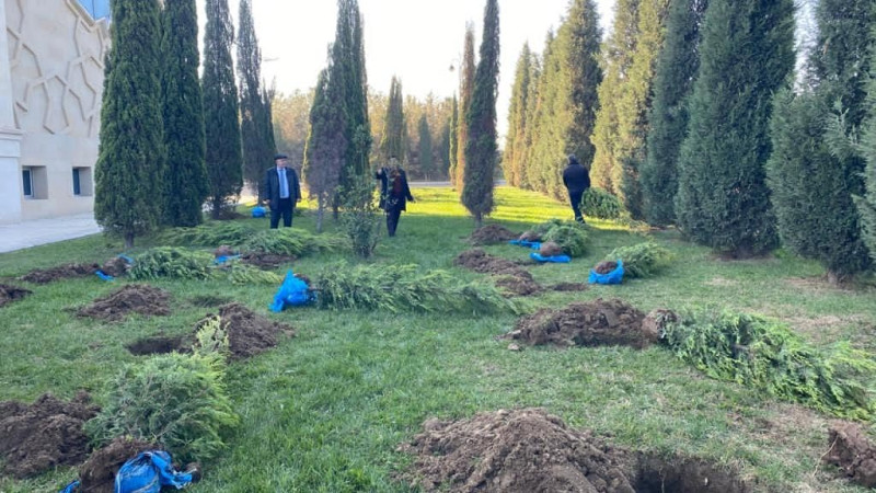 Gəncədə davamlı olaraq ağacəkmə aksiyaları baş tutur
