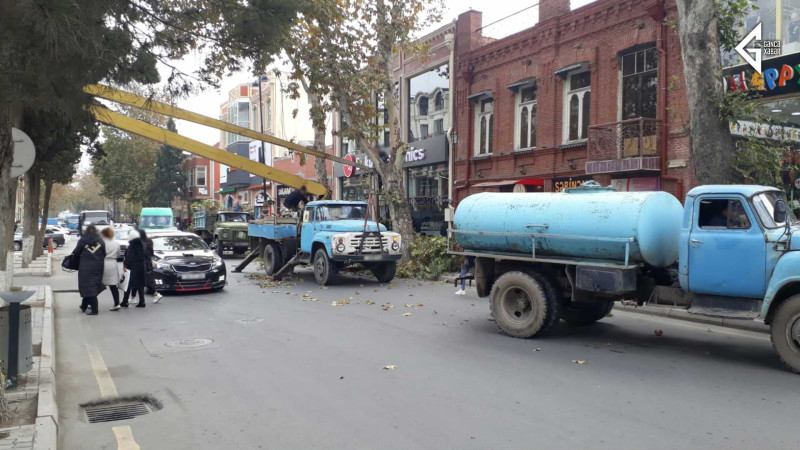 Gəncədə ağaclar budanır