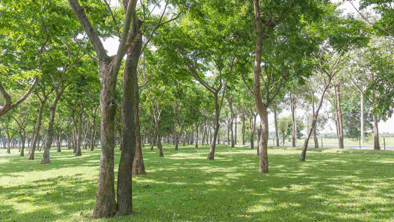 Gəncədə ekoloji park kompleksi tikiləcək