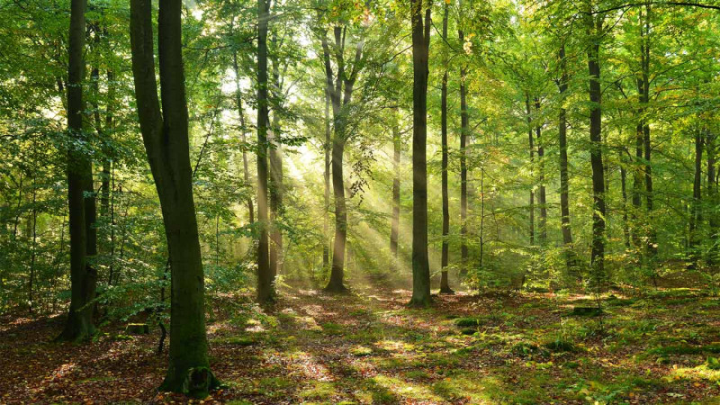 Gəncədə tikiləcək Ekoloji park üçün 10 milyon manat vəsait ayırılıb