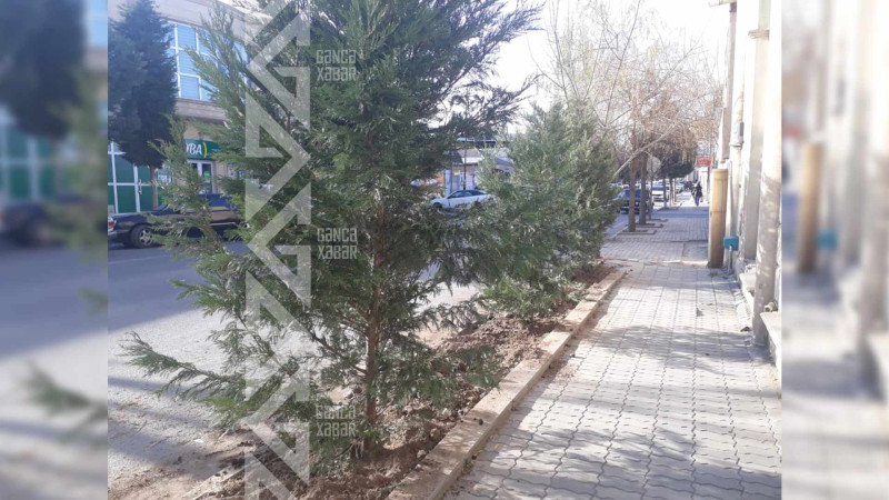 Gəncədə qurumuş ağaclar yeniləri ilə əvəzlənib