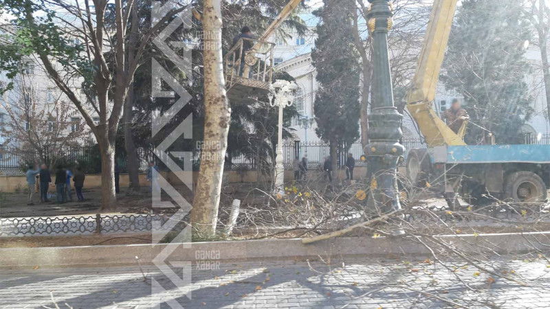 Gəncədə abadlıq işləri çərçivəsində ağaclar budanır