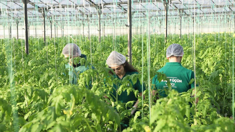 Aqrar İnkişaf Könüllüləri istixanalarda təcrübə keçiblər