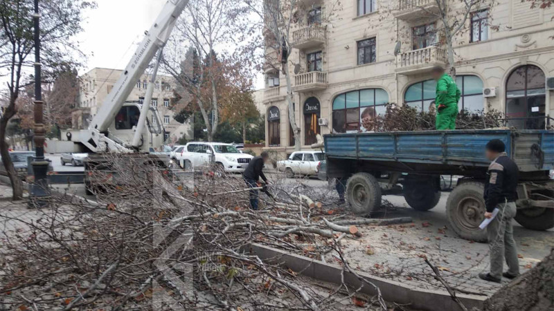 Ağacların qurumuş budaqları arıtlanıb