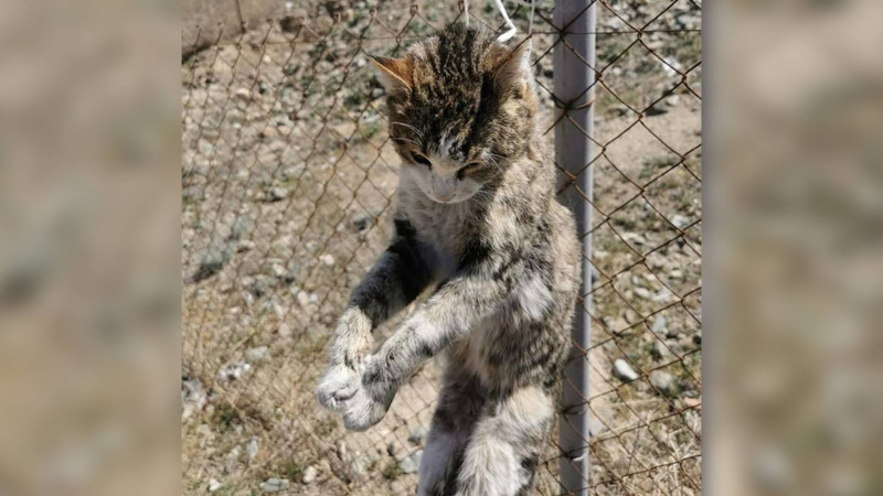 Sakinləri dəhşətə salan hadisə baş verib