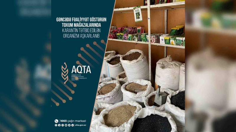 6 mağazada yüksək risk qrupuna daxil olan sirayətlənmiş toxumlar tapılıb
