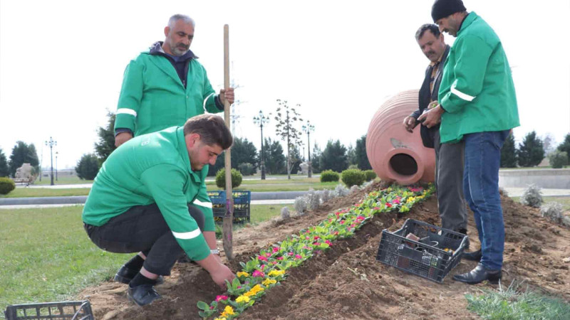 Bir sıra ərazilərə mövsümi güllər əkilib