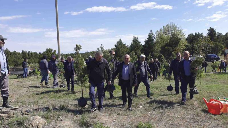 Gəncədə ağacəkmə aksiyası keçirilib