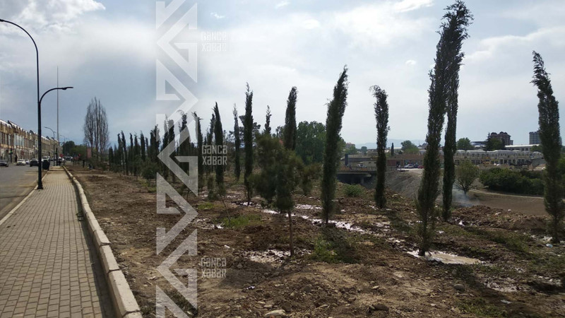 Şəhərdə yaşıllaşdırma işləri aparılır