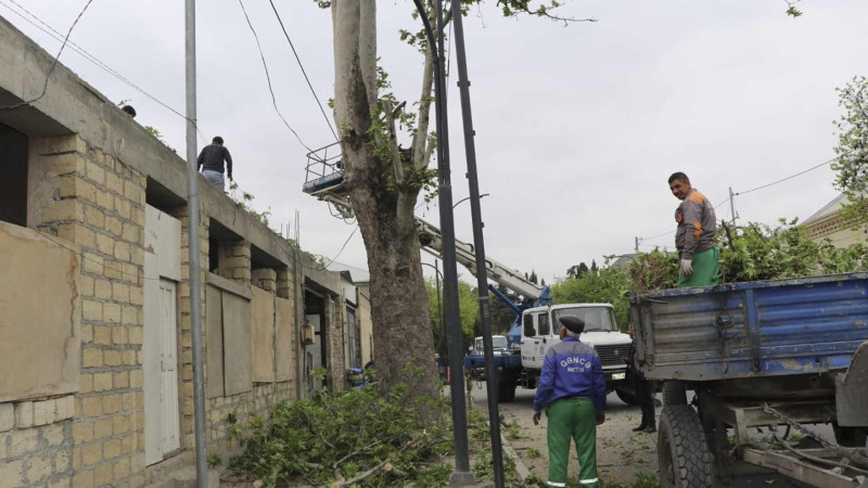 Şəhərdə ağacların budanması işləri həyata keçirilib