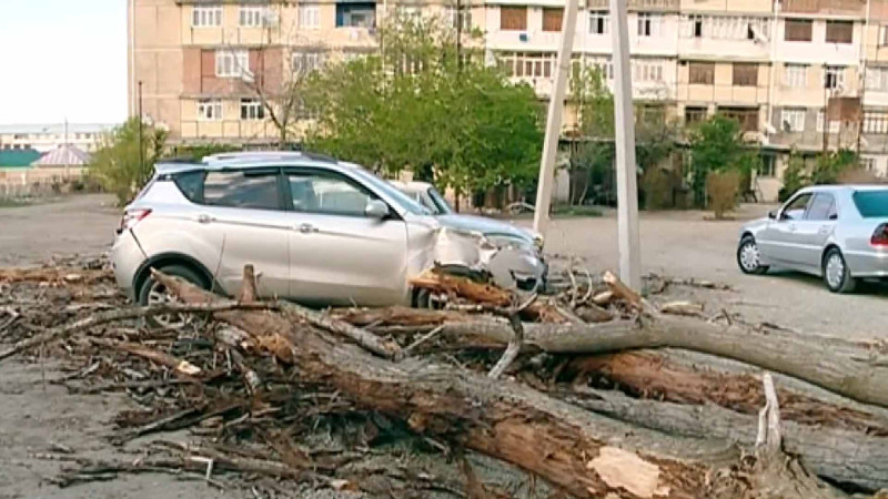 Qurumuş qovaq ağacı avtomobilin üzərinə aşıb
