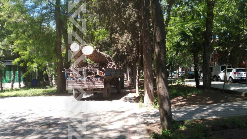 Xan bağında quru ağac və budaqlar kəsilib