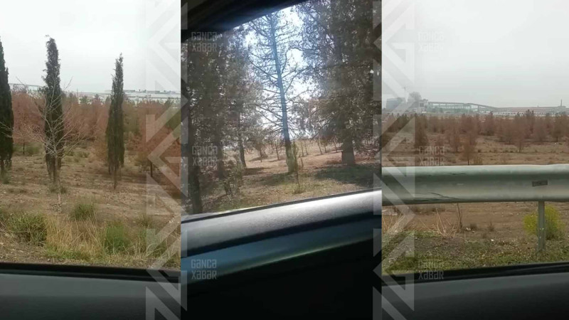 Bəzi ərazilərdə ağaclar baxımsız qalıb
