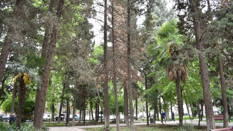 Xan bağında qurumuş ağaclar niyə kəsilmir?
