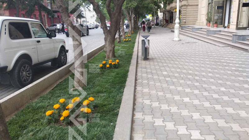 Atatürk prospekti boyunca mövsümi çiçəklər əkilir