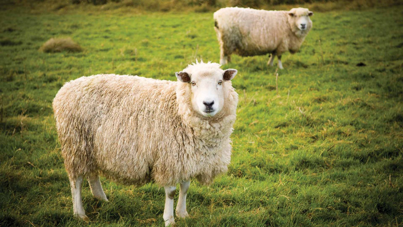Bayram günlərində qurbanlıq əti haradan almaq olar?