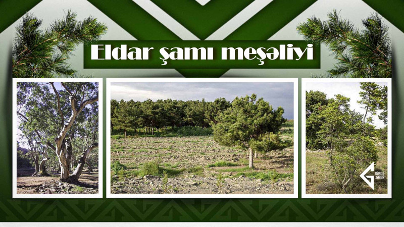 Samuxda dünyanın yeganə təbii Eldar şamı meşəliyi