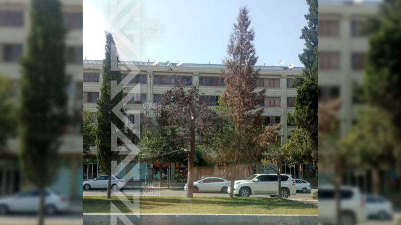 Bir sıra ərazilərdə ağacların quruması halları müşahidə olunur