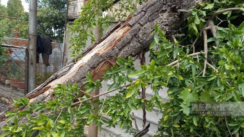 İrigövdəli ağac evin üstünə aşıb